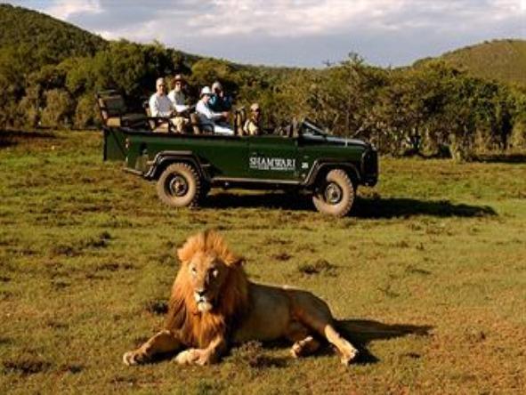 Bayethe Tented Lodge - Game Drive 